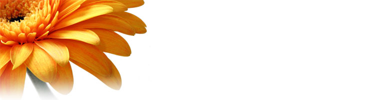 Header Graphic
